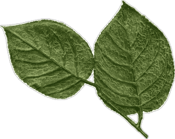 Selva