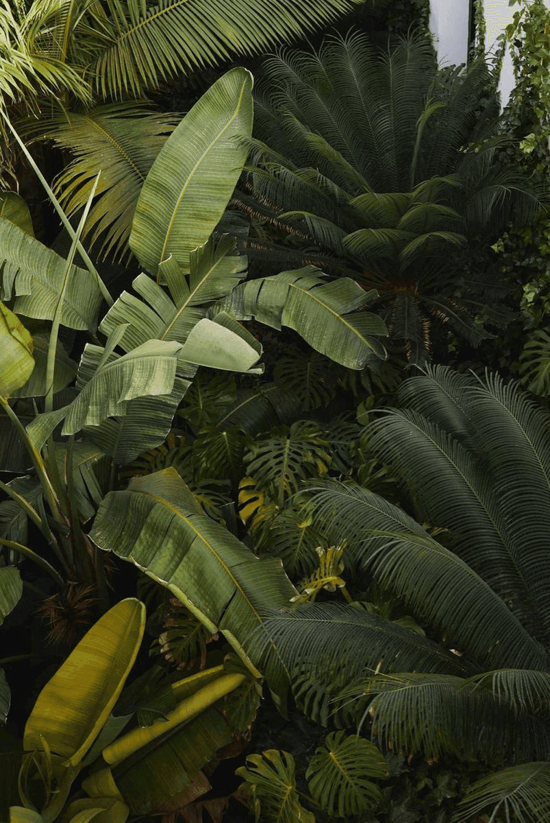 Jungle Safari Background
