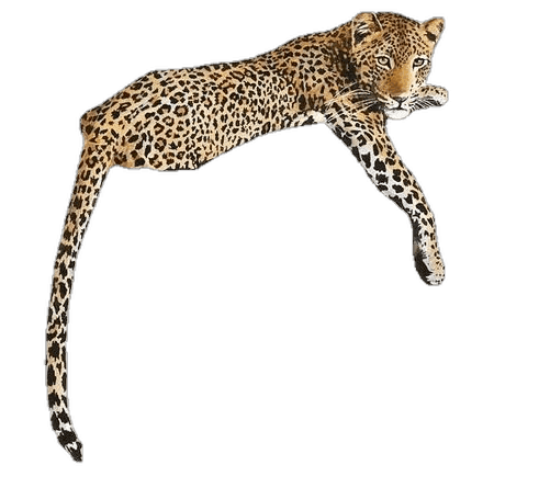 Leopardo